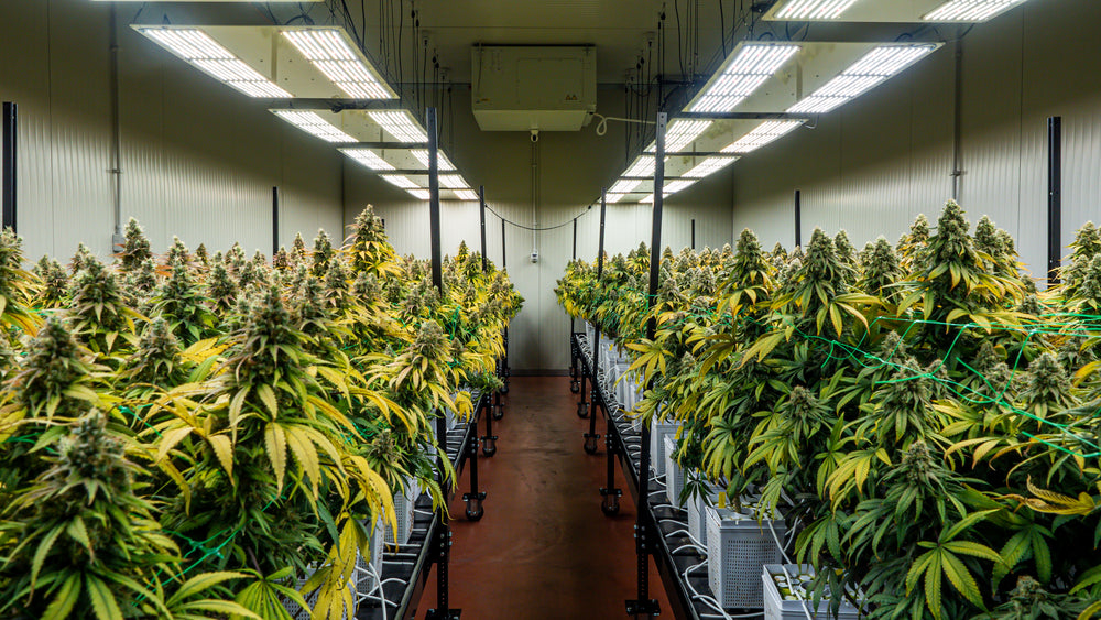 Cultivating Green: A Comprehensive Guide to Cannabis Cultivation