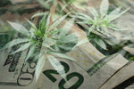 How the Cannabis Industry Can Revitalize the Economy