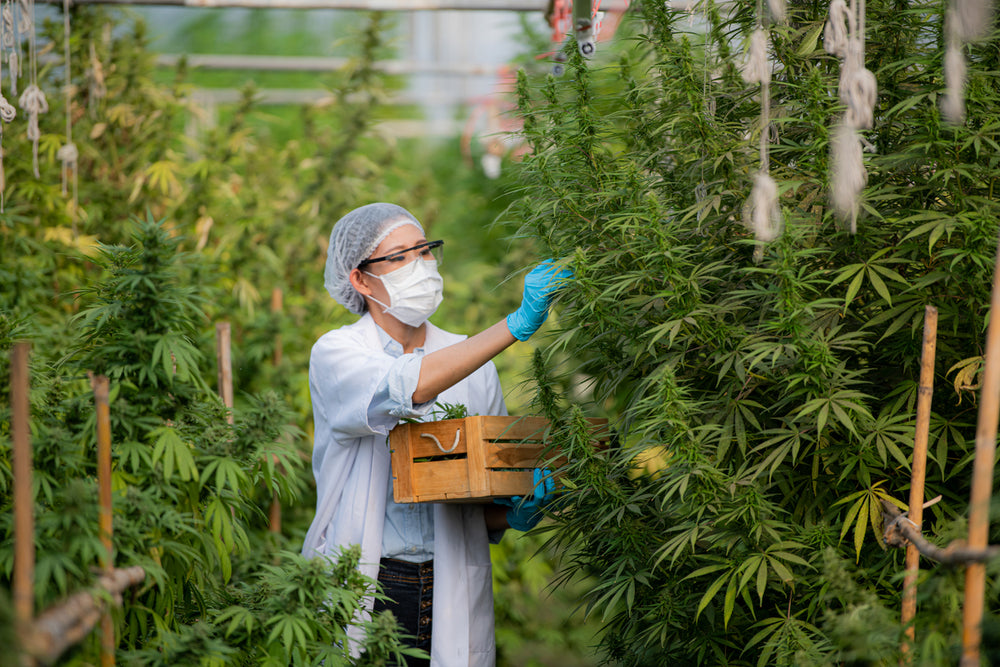 The Journey from Seed to Harvest: Unveiling the Fascinating Process of Cannabis Growth